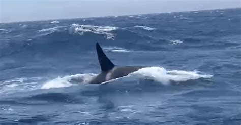Orcas Have Sunk 3 Boats In Europe And Science Boat - Science Boat