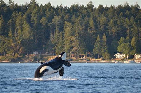 orcas washington