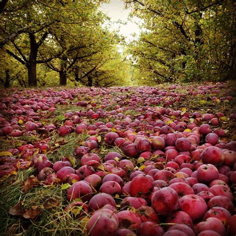 orchards washington