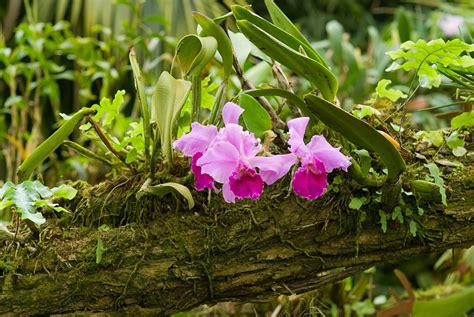 Download Orchid Growing In The Tropics 
