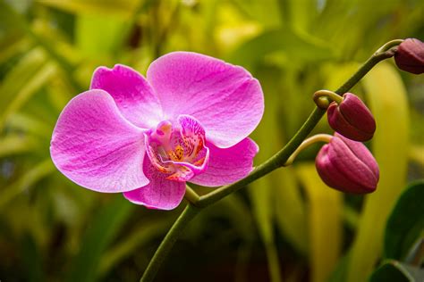 Orchidee
