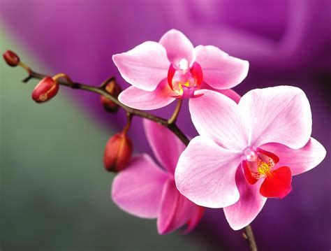 Orchids Wallpaper Photos Download The Best Free Orchids Beautiful Orchids Wallpapers - Beautiful Orchids Wallpapers