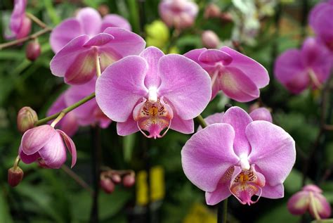 Full Download Orchids 