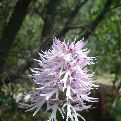 Orchis Italica Wikipedia Hanging Naked Men Flowers - Hanging Naked Men Flowers