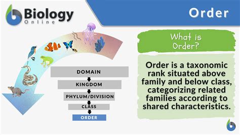 order definition