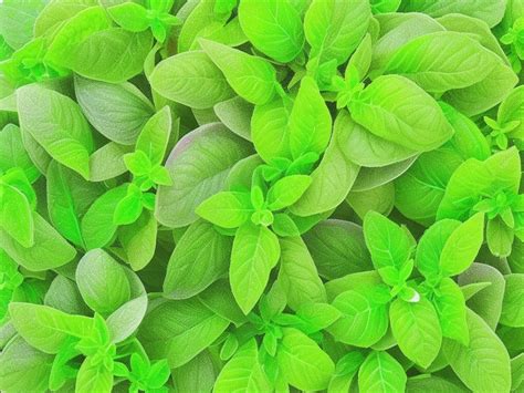 oregano meaning in French - Multibhashi