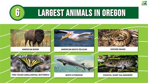 oregon animals