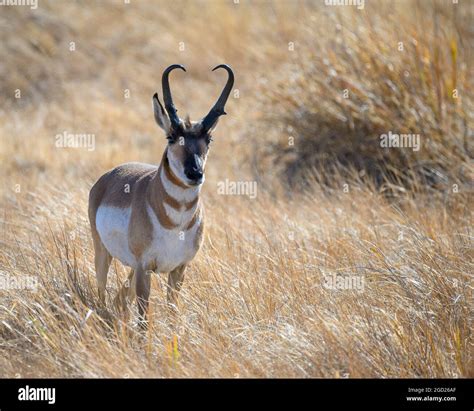 oregon antelope