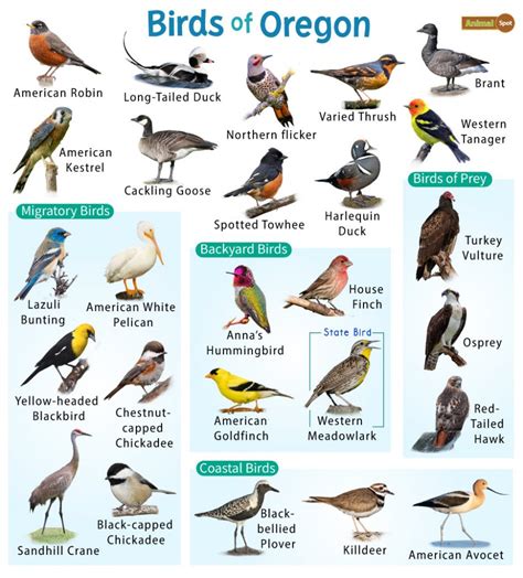 oregon birds