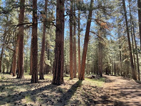 oregon forest