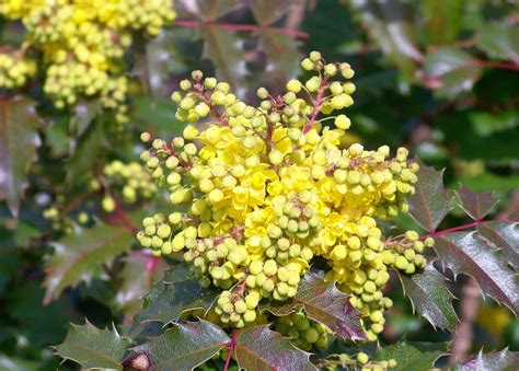 oregon grape root