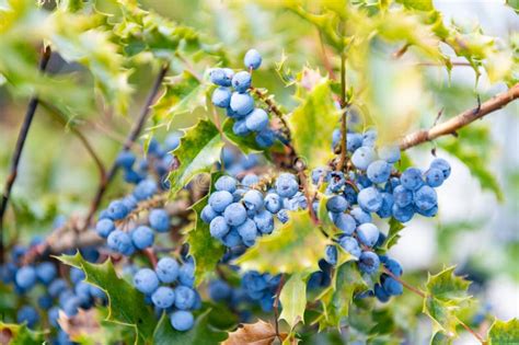 oregon grapes