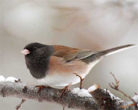 oregon junco
