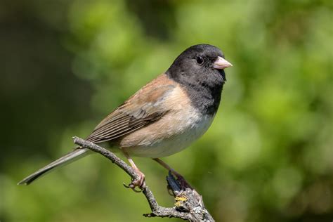 oregon junco bird