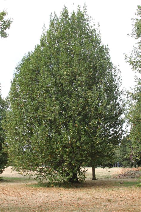 oregon myrtle