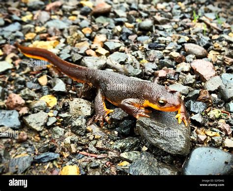 oregon newt