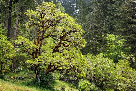 oregon oak