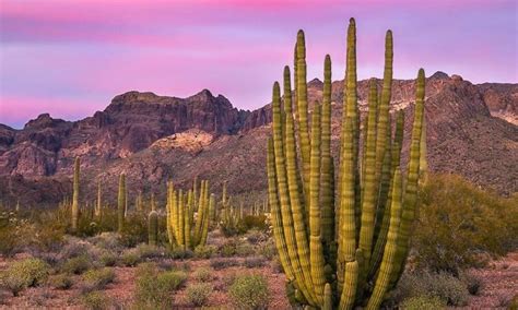 oregon pipe cactus