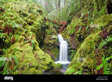 oregon rainforest