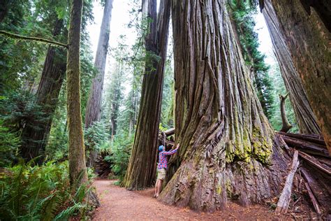 oregon redwoods