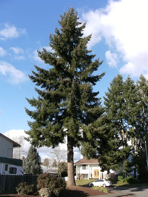 oregon state tree