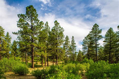 oregon trees
