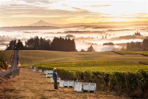 oregon wine