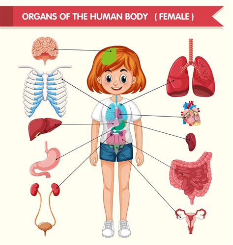 organ manusia
