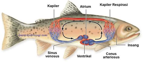 organ peredaran darah pada ikan