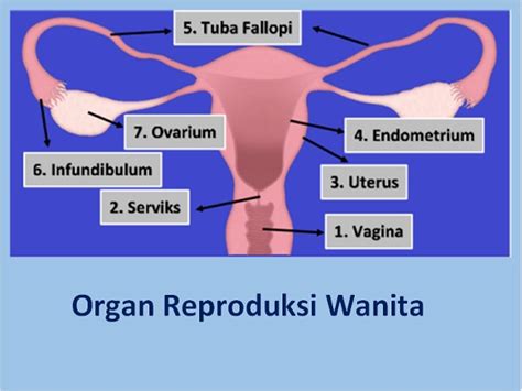 organ reproduksi bagian dalam wanita