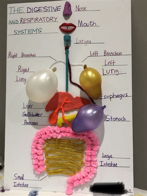 organ system overlay project