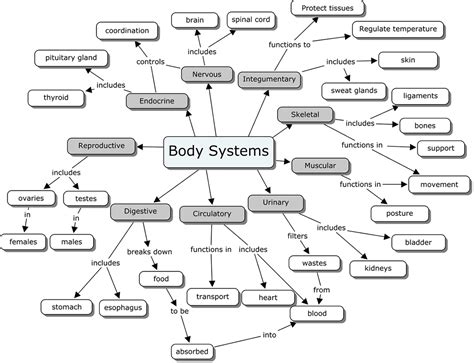 organ systems concept map answer key
