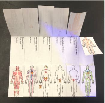 Organ Systems Foldable