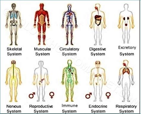 Organ Systems Of The Body Printable Worksheet Organ Systems Worksheet - Organ Systems Worksheet