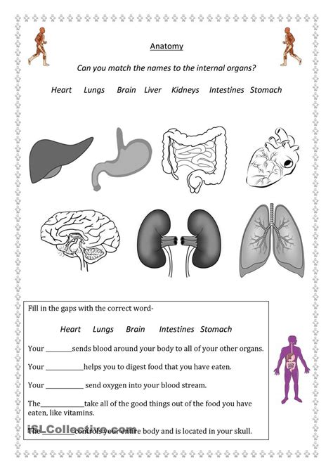 Organ Systems Worksheet   Organ Systems Of The Body Printable Worksheet - Organ Systems Worksheet