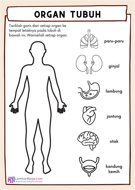 organ tubuh manusia bahasa indonesia