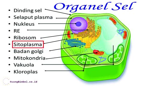 organel sel beserta fungsinya