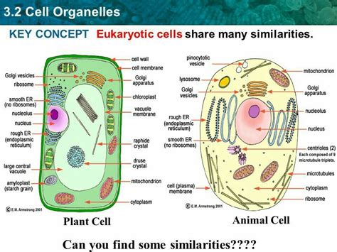 Organelle