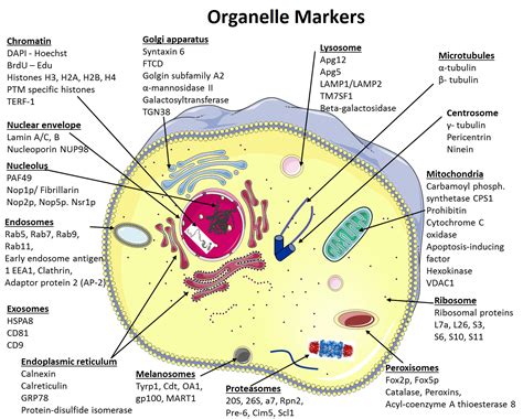 Organelle Chart