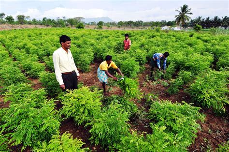 Download Organic Farming In India 