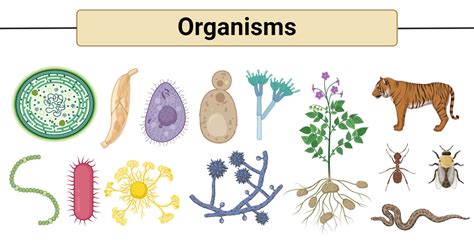 Organism Diversity S Structures And Functions