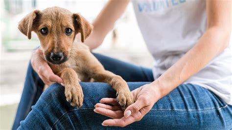 organism responsabil cu bunăstarea animalelor - Translation into ...