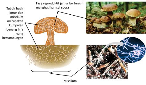 organisme yang termasuk kingdom fungi adalah