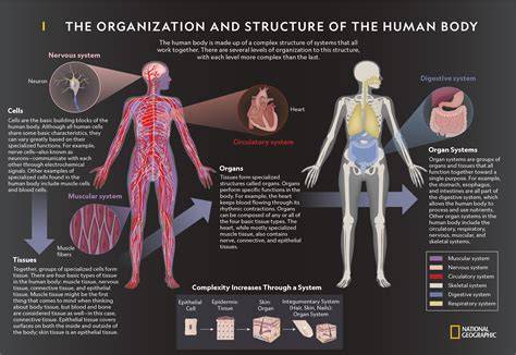organization of the human body answer key