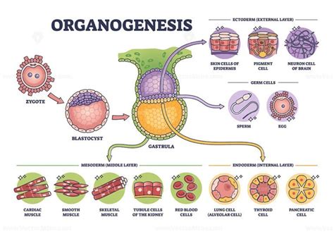 organogenesis-1