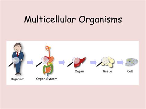 Organs In Multi Cellular Organisms 7th Grade Worksheets Organism Worksheet For 7th Grade - Organism Worksheet For 7th Grade
