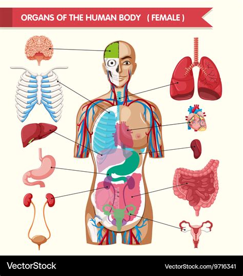 Organs In The Body Diagram And All You Human Body With Labels - Human Body With Labels