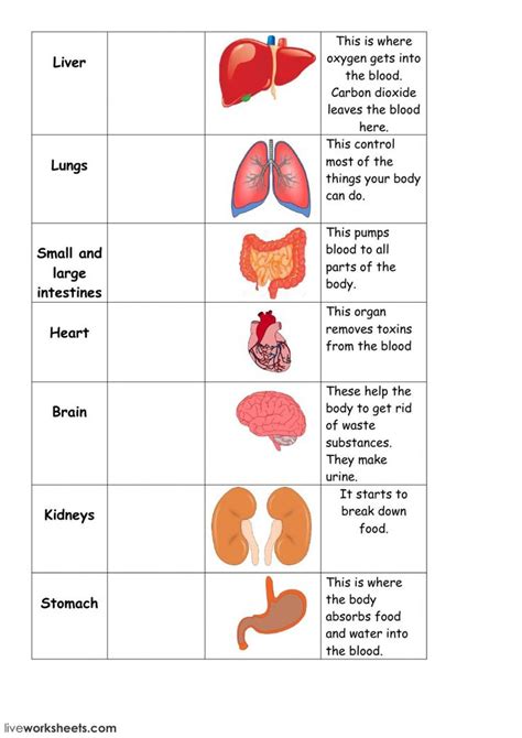 Organs Of The Human Body Test Esl Worksheet Human Organs Worksheet - Human Organs Worksheet