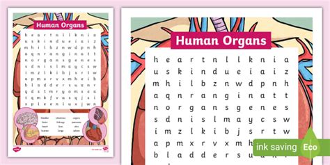 Organs Word Search Teacher Made Twinkl Inside The Human Body Word Search - Inside The Human Body Word Search