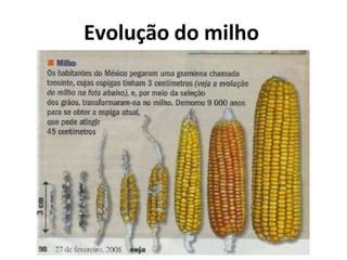 Origem Do Milho